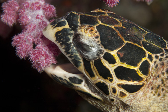 A patient Steve captures a feeding Turtle