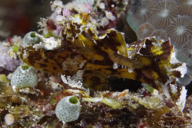 Scorpion leaf fish on Mellow Yellow captured by Fred