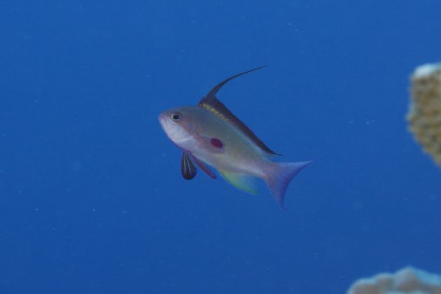 Anthias are hard to photograph. Nice shot by Fred