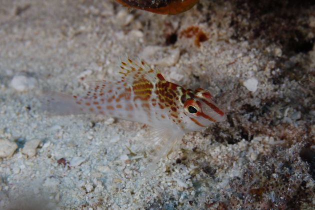 Hawk fish cleaning up scraps, taken by Fred