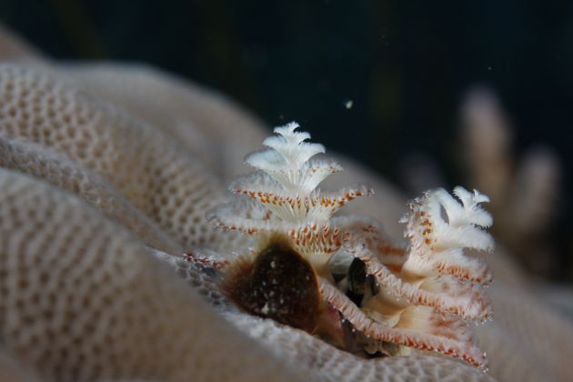 Christmas Tree Worm, taken by Fred