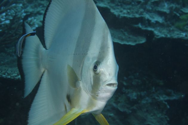 Fred gets up close with a Spade Fish