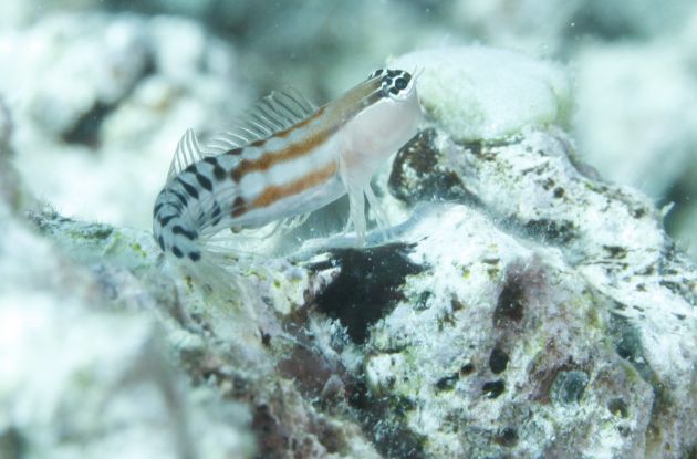 Fiji Clown Blenny poses for Fred