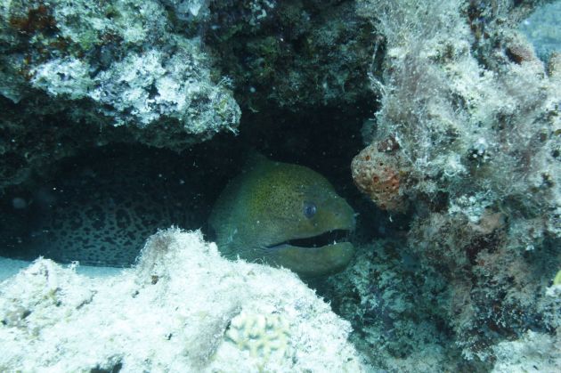 Giant Moray poking it's head out from the reef, taken by Fred