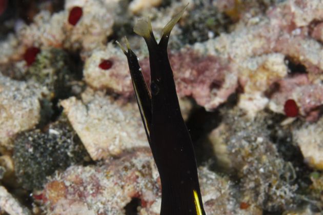Fred finds a new juvenile Ribbon Eel & got photos to prove it!