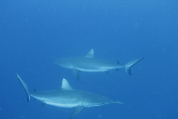 Patrick gets up close with a couple of curious Grey Reef Sharks