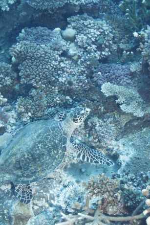 Relaxing on the reef - taken by Patrick