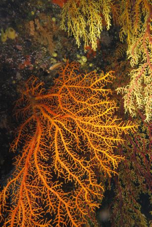 Mount Mutiny and it's wonderful soft coral - taken by Patrick