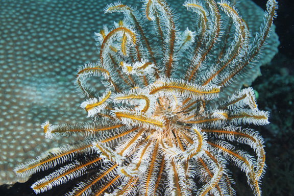 Crinoid feeding at night - captured by Patrick