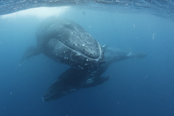 Mother & Calf encounter lasted 4 hrs - shot by Andrew