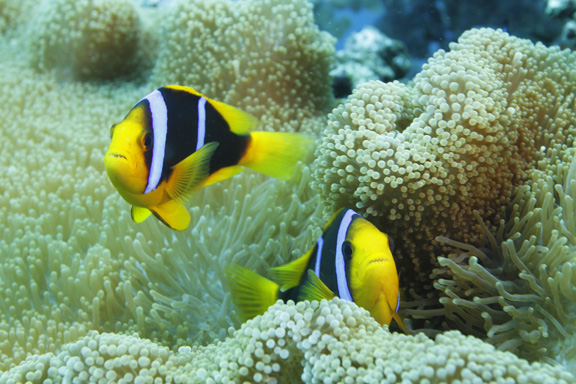 Clarks Anenome Fish protecting their home - taken by Patrick