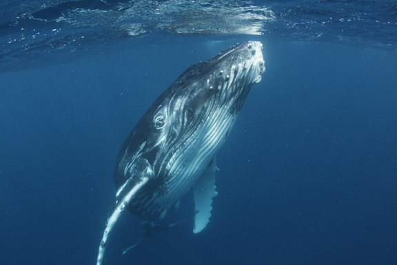 Curious calf - taken by Andrew