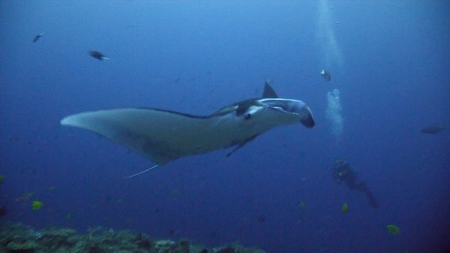 Manta. Screen Grab by Erwin Filius