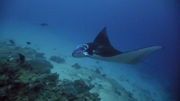Manta. Screen Grab by Erwin Filius