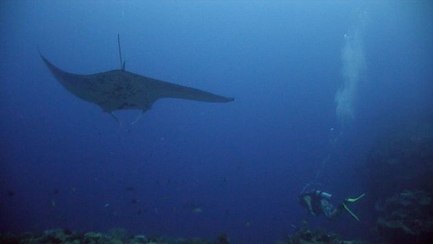 Manta. Screen Grab by Erwin Filius