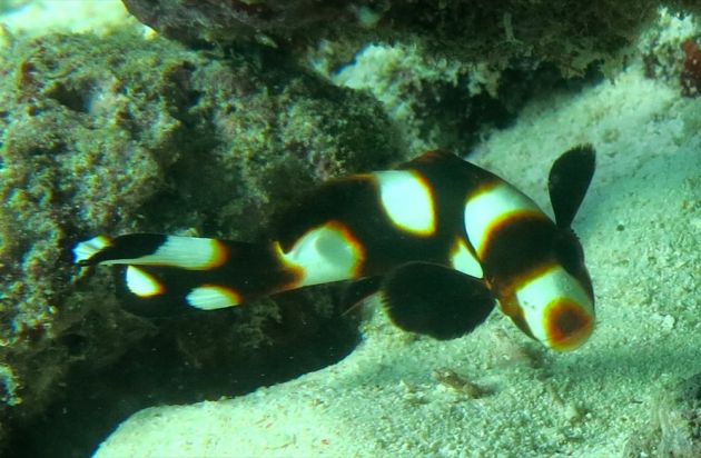 Rarely seen juvenile oriental sweetlips - by Marcelo