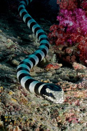 Stripey Sea Snake by Marie-Elizabeth