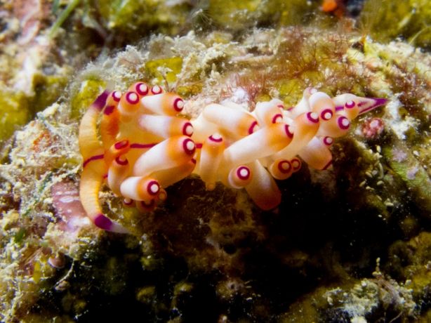 Nudi power - by Mary