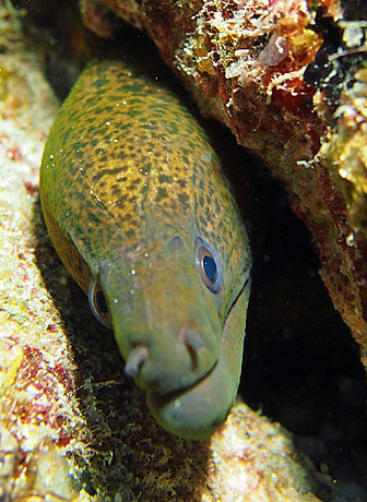 That's a moray!