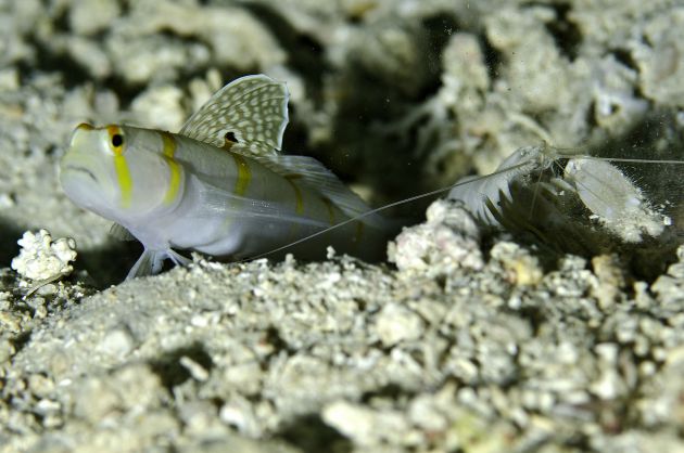 Randals Salifin Goby by Jim