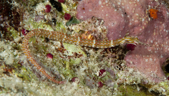 Linda hunting Pipefish