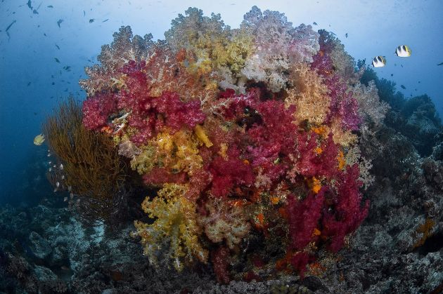 Nigali Passage Soft Corals. Photo by Erwin Filius