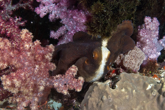 An Octopus hunting: captured by Dee