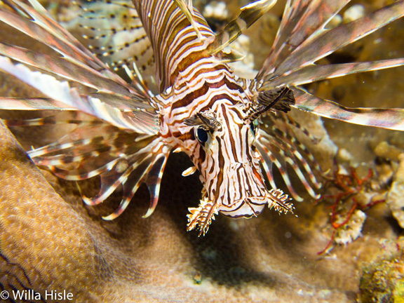 Lion Fish hunting - taken by Wila