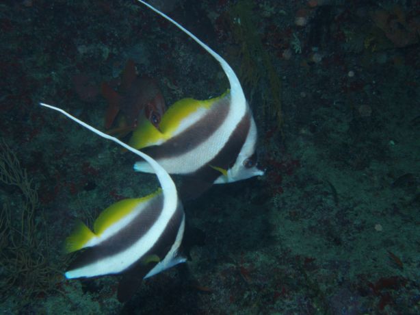 Moorish Idols: taken by Ross & Terri