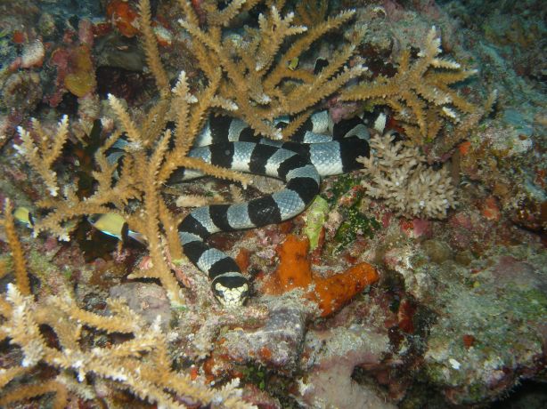 Sleeping Sea Snake: taken by Ross & Terri