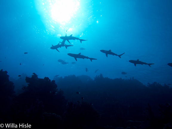 Schooling Grey Reefs in Nigali Passage - taken by Wila