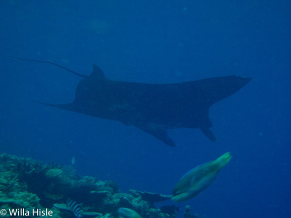 Manta cruising in Wakaya - taken by Wila