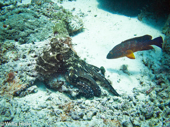 Grouper looking for scraps from the Octopus's meal - taken by Wila