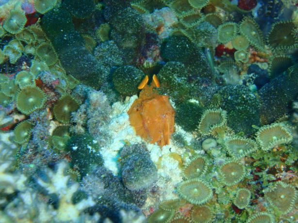 Golden Mantis Shrimp ready to pounce: taken by Christina