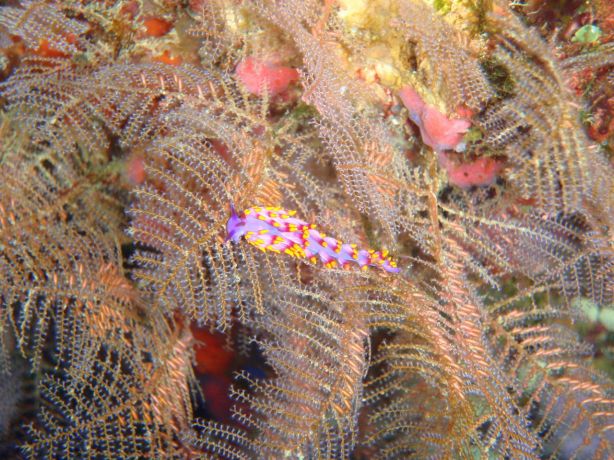 Some of Fiji's macro life: taken by Christina