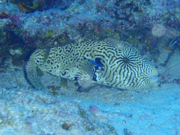 Puffer fish: taken by Christina