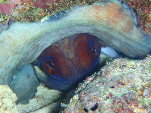 Hide & seek with an Octopus: taken by Christina