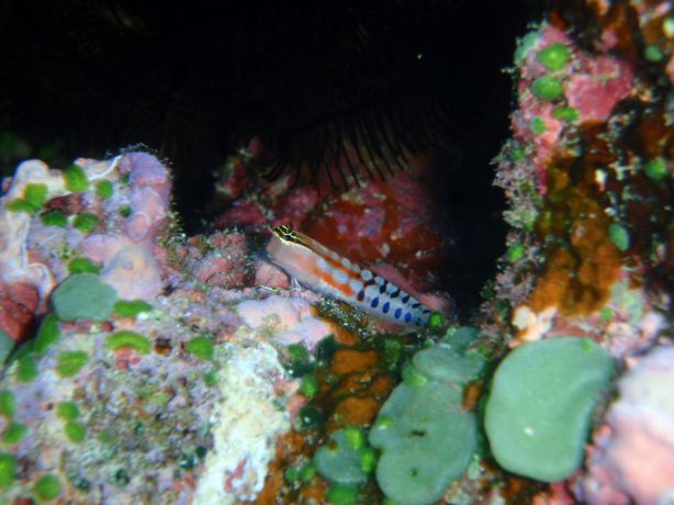 Fiji Clown Blenny: taken by Christina