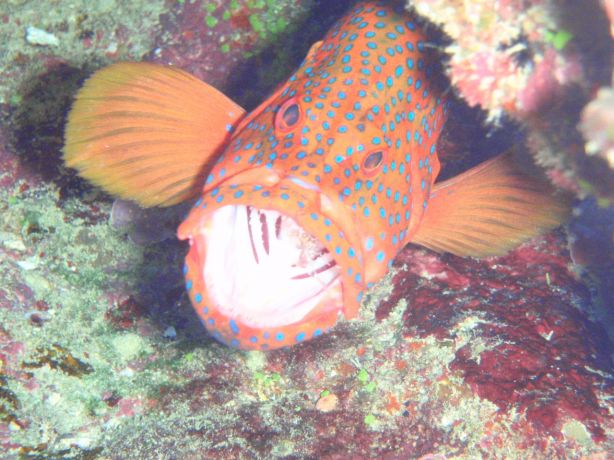 Grouper at a cleaning station: taken by Christina