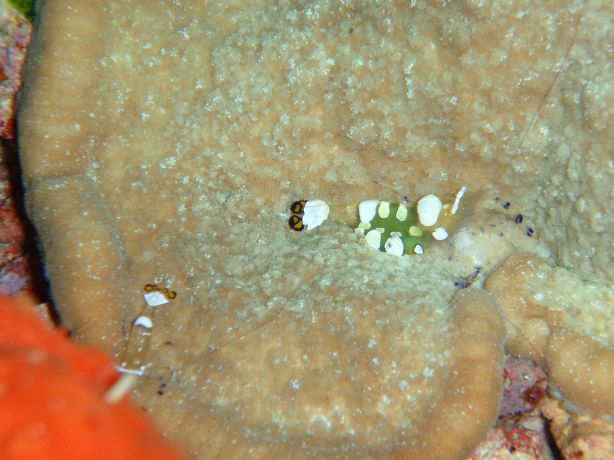 Popcorn shrimp: taken by Christina