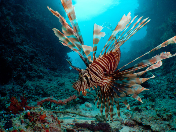 Jack sees the beauty in a Lion Fish pose!