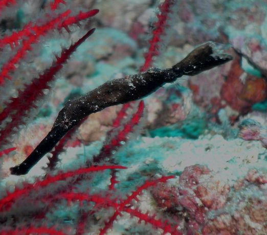 How many Ghost Pipe Fish - 11 this trip!!