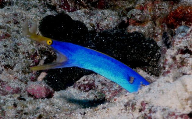 Feisty Ribbon Eel.