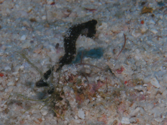 Little Mo our Unidentified Pygmy Pipehorse Fish - captured by Mo