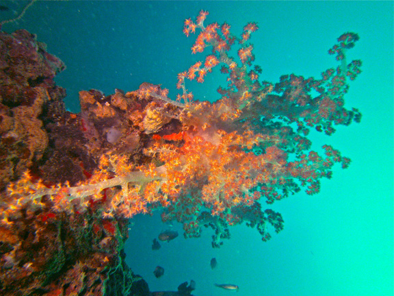 Soft Corals by Karen D.