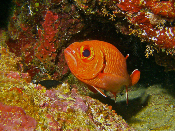 Little fish with big eyes! by Karen D.