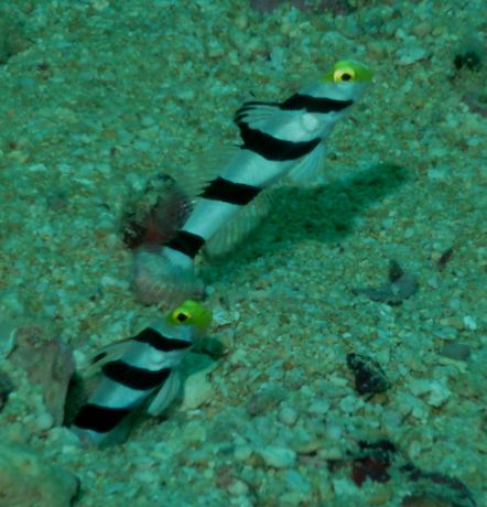 Yellow Nosed Gobies pose for the camera.