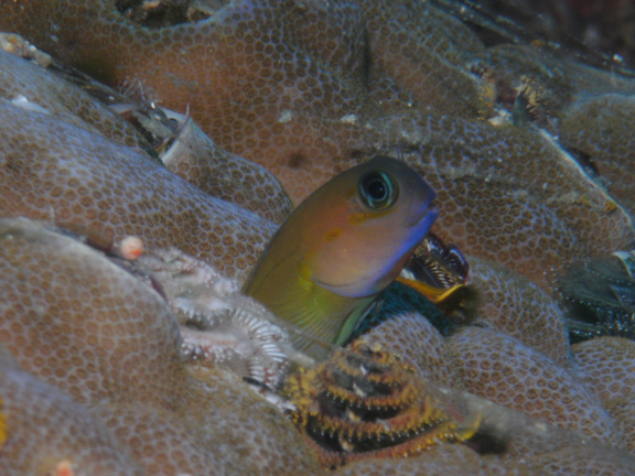 Blenny poses for Mo