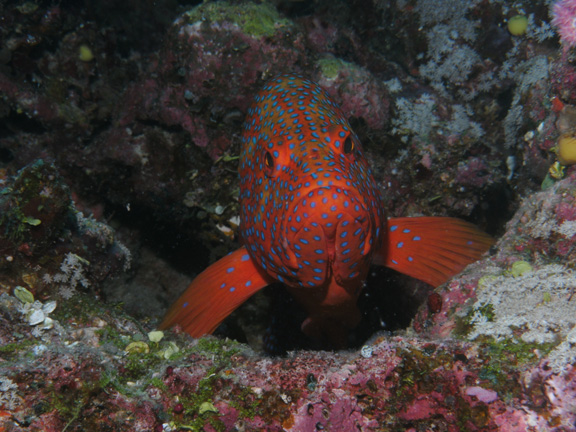 Grouper waiting to be cleaned taken by Mo