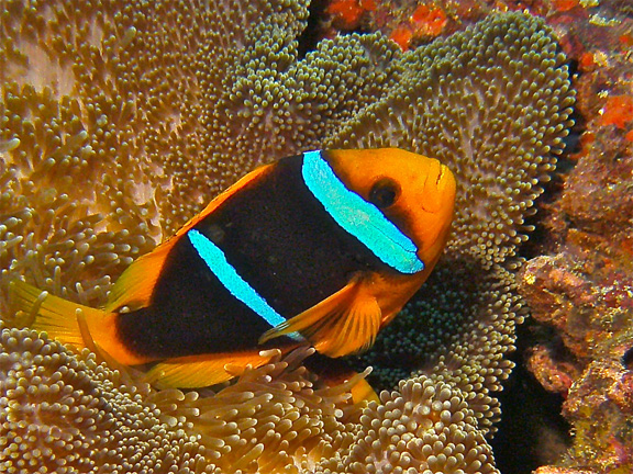 Clarks Clown Fish by Karen D.